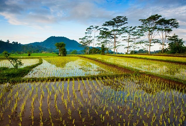 Being a Rice Farmer in Bali