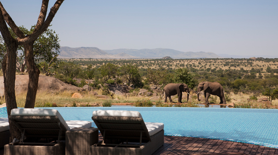Back of two lounge chairs in front of swimming pool, elephants in background