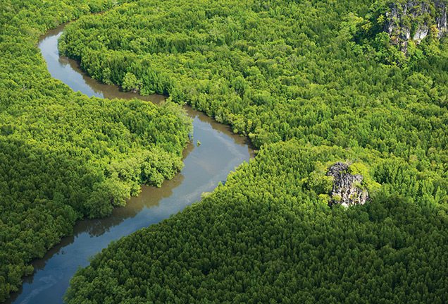 A Mangrove Tour in Langkawi