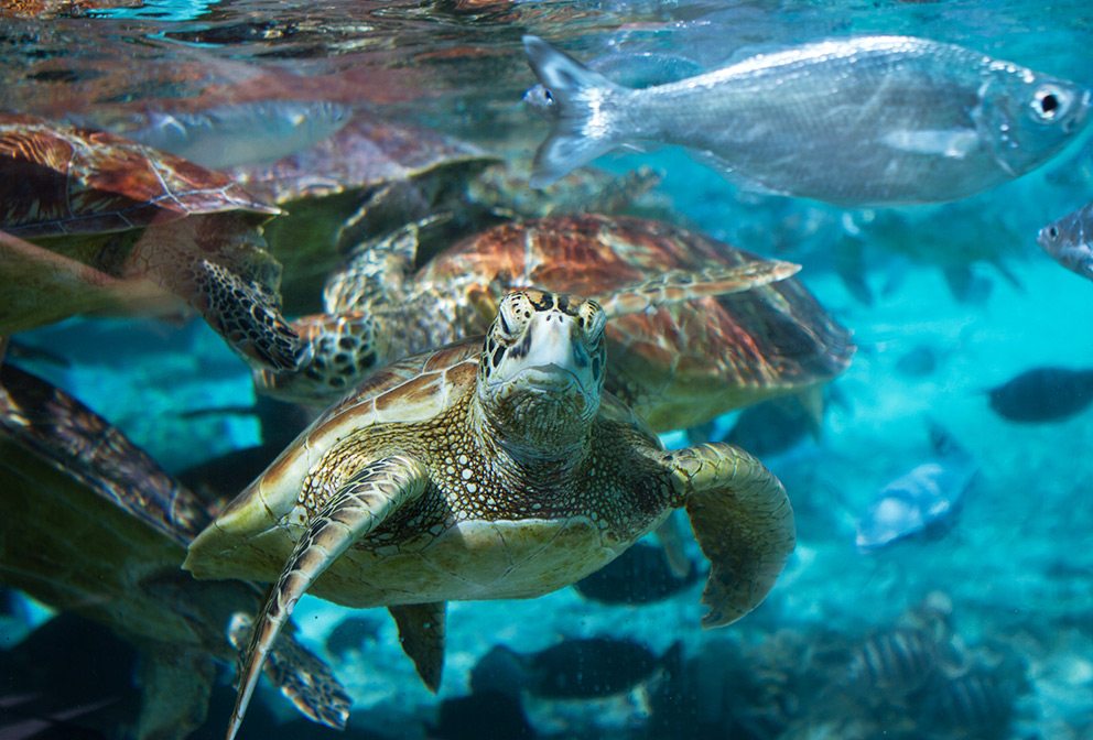 Water Adventures Around the World From Four Seasons