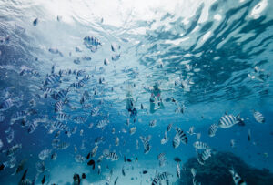 Four Seasons Bora Bora Snorkeling 992x672