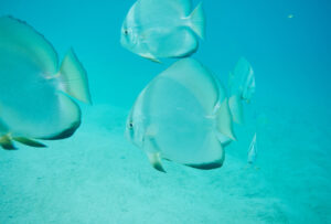 Four Seasons Bora Bora Underwater Fish 992x672