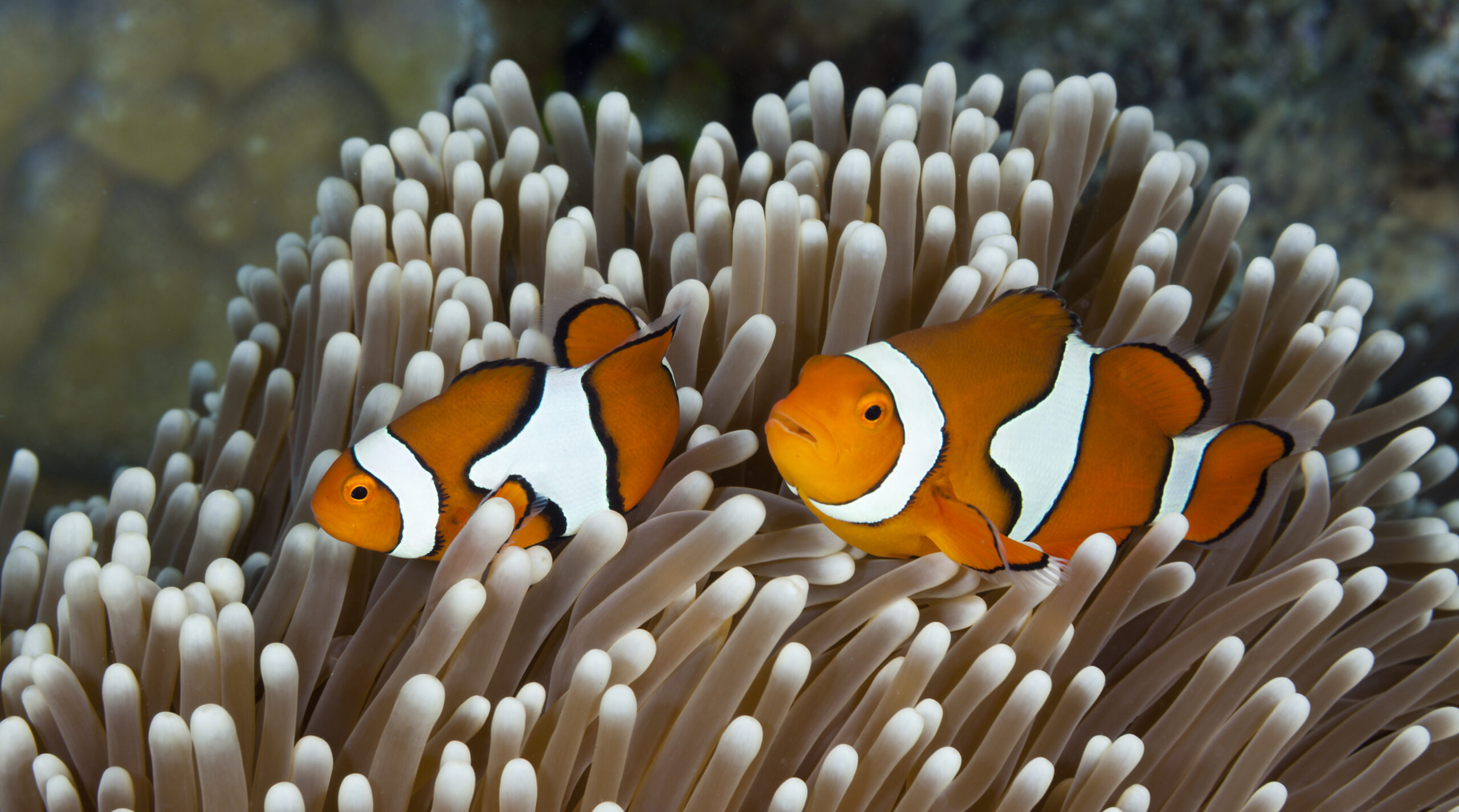 Clown Anemonefish, Australia