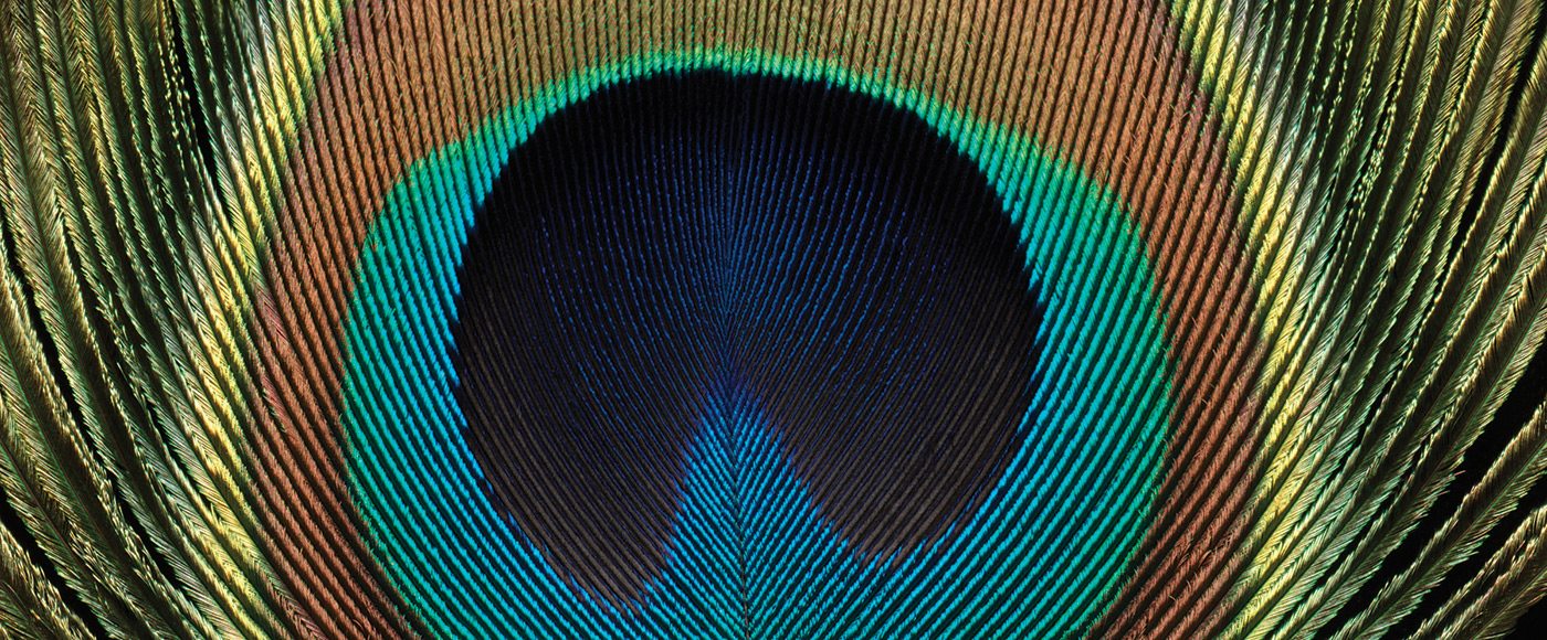 Peacock feather