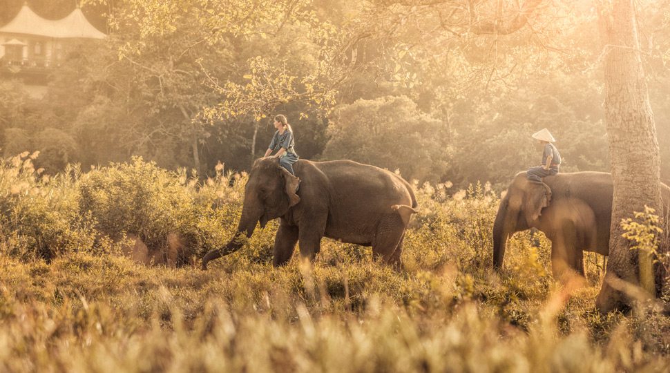 Chiang Mai Elephants