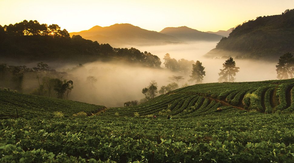 Chiang Mai Strawberry Field