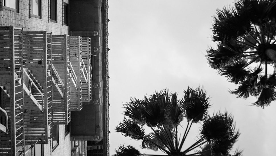 Palm trees in Beverly Hills