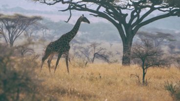 What I Learned on Safari