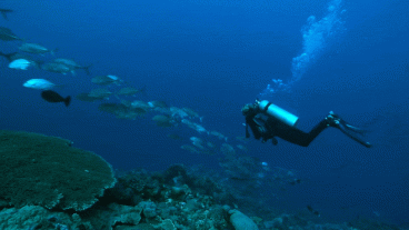 Go Deeper: Our Top Diving Destinations