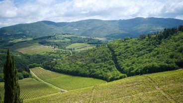 Where Our Sommeliers Go Wine Tasting