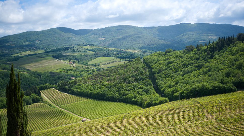 Where Our Sommeliers Go Wine Tasting