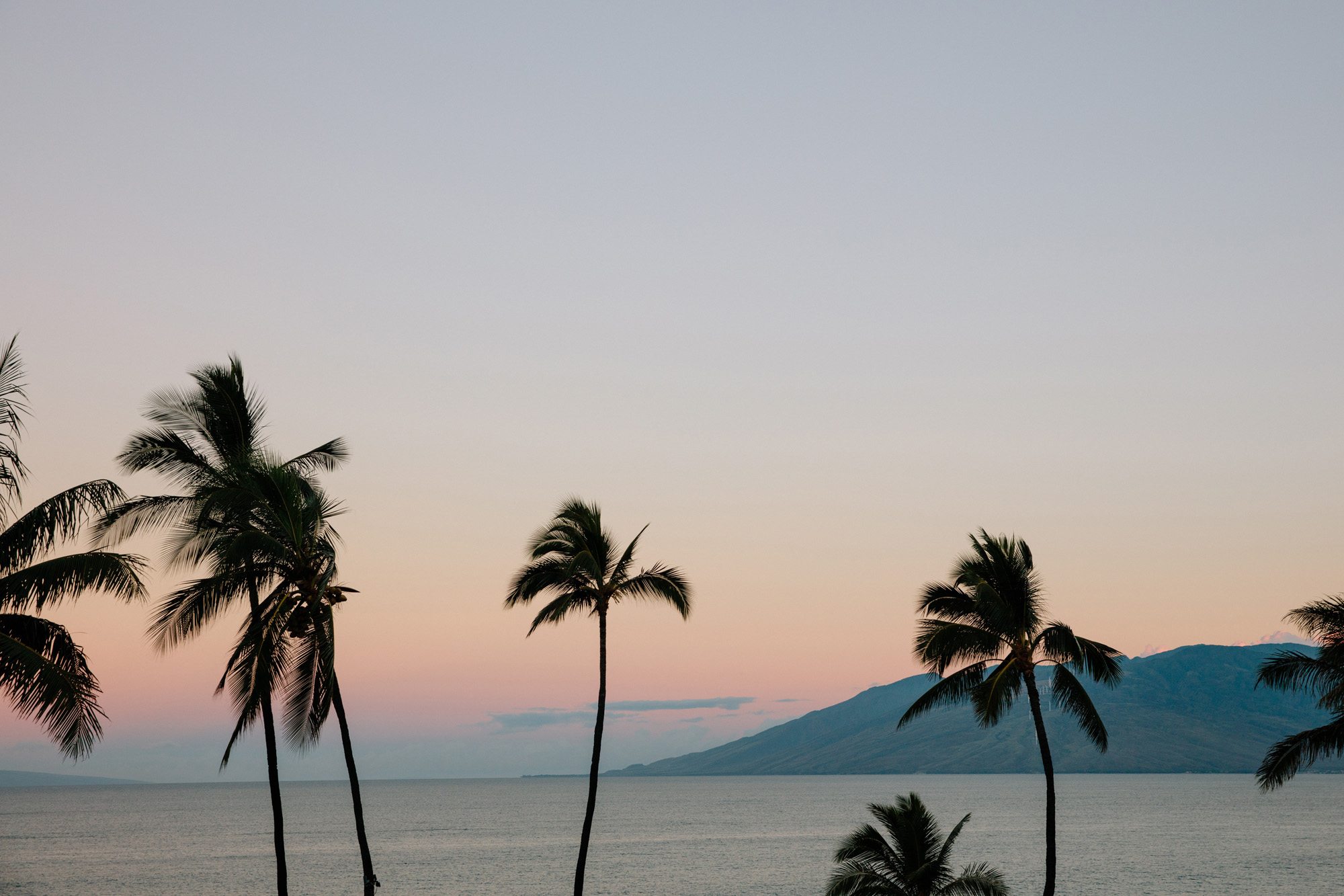 Maui sunset with palm trees