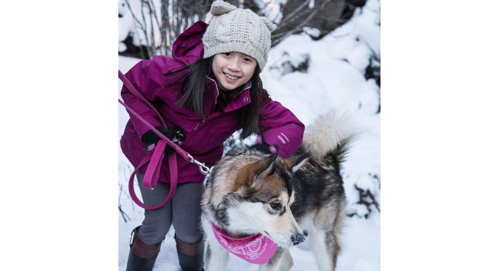 Maola the Alaskan malamute