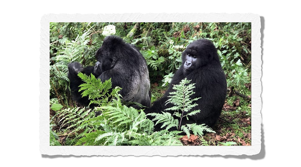 Mountain gorillas Rwanda