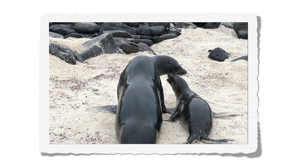 Galápagos seals