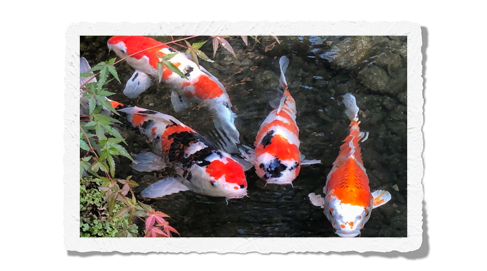 Koi fish Kyoto
