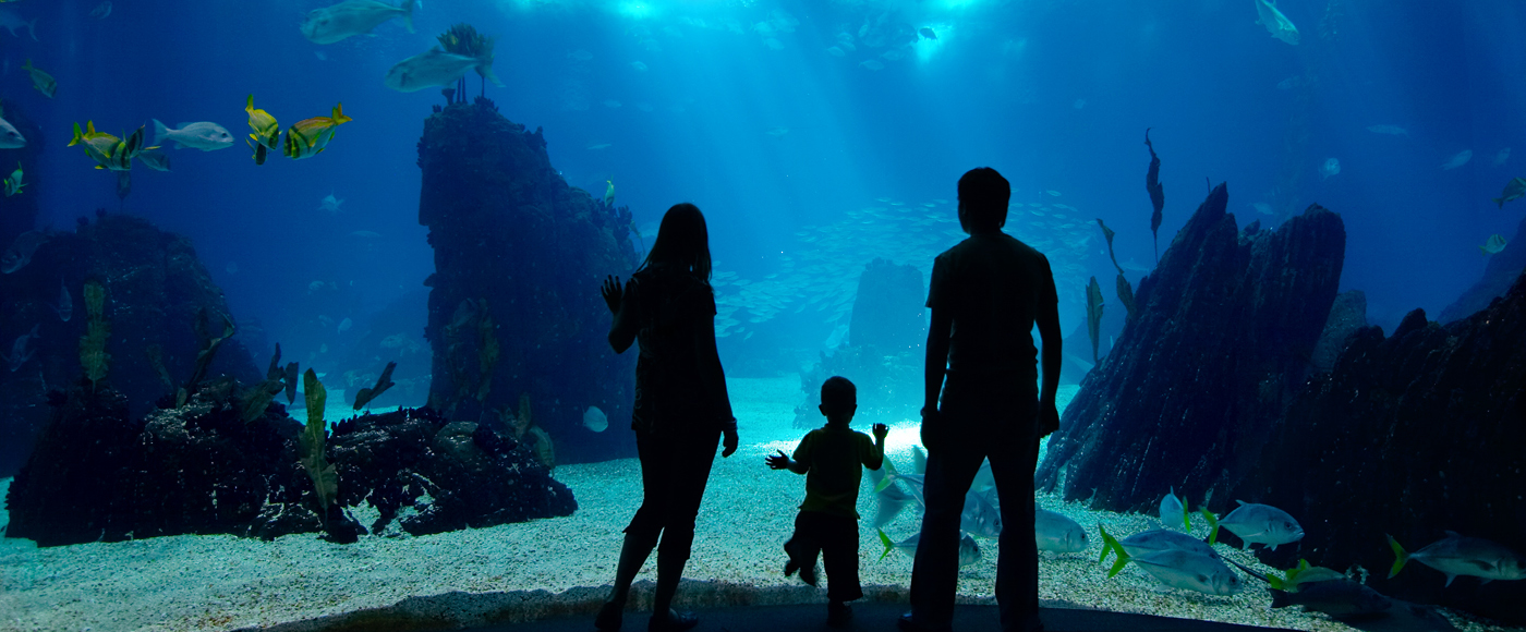 family at the aquarium