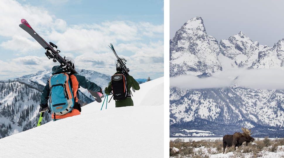 Jackson Hole Skiiers And Moose