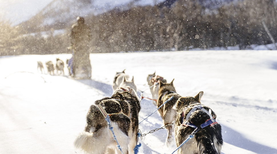 Dog sled mushes through snow
