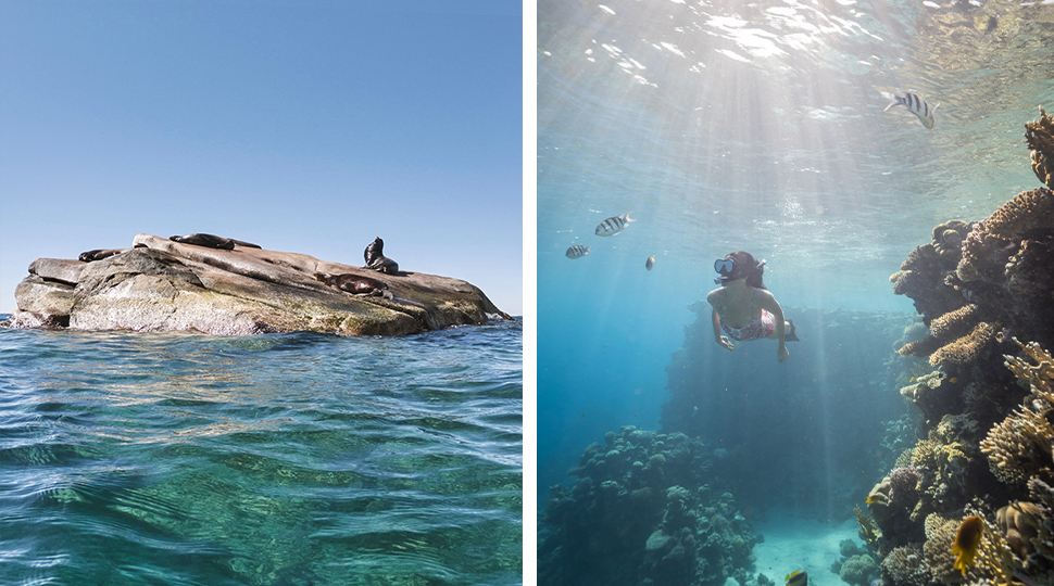 A sea lion sits on top of a large rock in the ocean, next to an image of a woman scuba diving through a coral reef