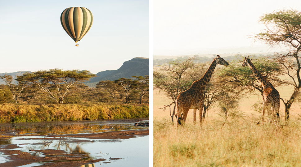 A hot air balloon soars over a desert landscape, next to an image of two giraffes standing in tall grass