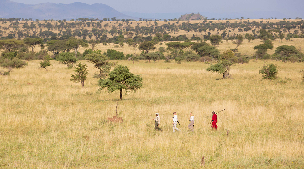 Four people on a walking safari in the Serengeti