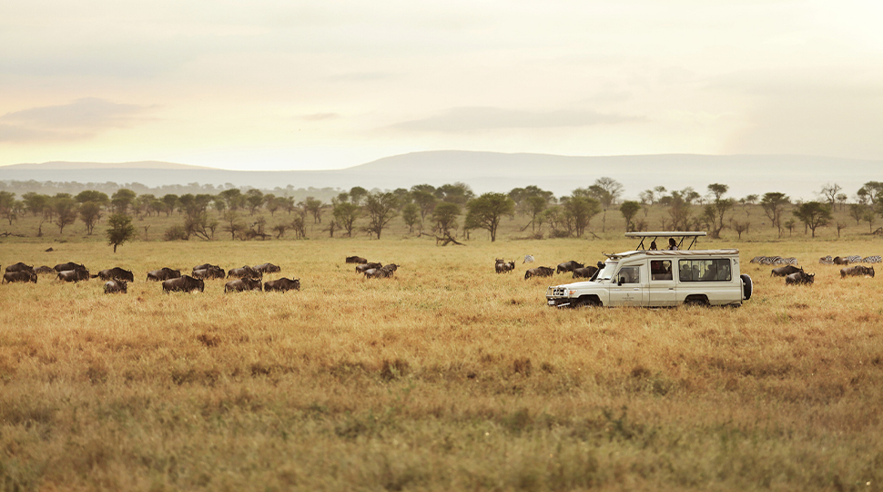 Safari jeep in the middle of the grasslands with wildebeest grazing nearby