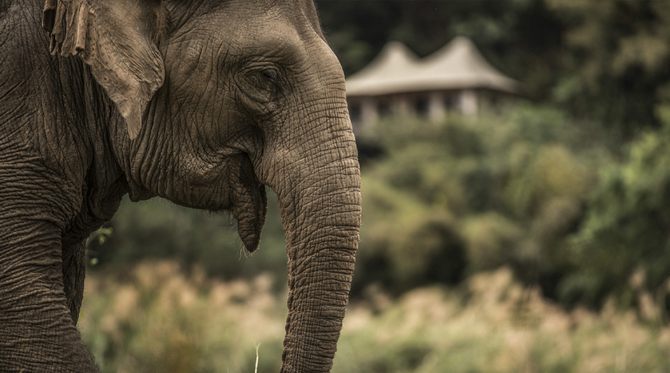 Asian elephant walks through a meadow