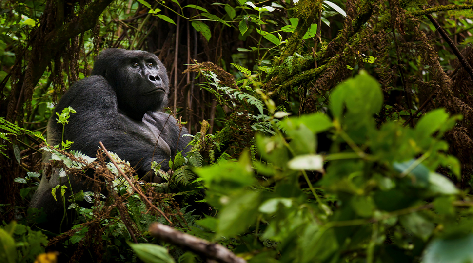 Mountain gorilla sits within the green trees