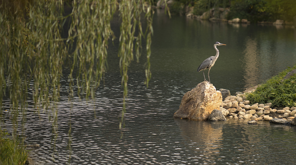 A large bird stands perched on a rock in the middle of a pond