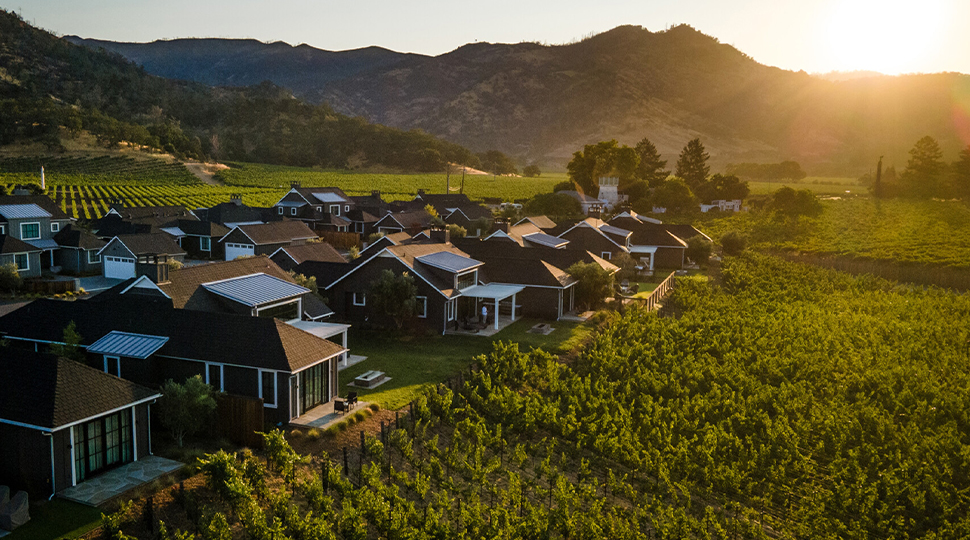 Vineyard at sunset